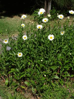 Chrysanthemum maximum (margaritón)